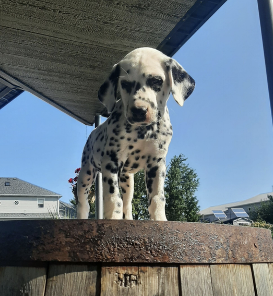 comprar cachorros sanos, baratos y asequibles para la venta
